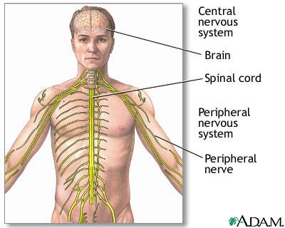 Central_Nervous_system