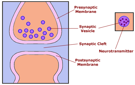 Neurotransmiters