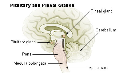 Pituitary_and_Pineal